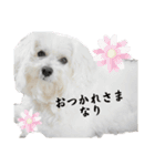 ビションフリーゼのめんまとおともだち2（個別スタンプ：14）