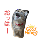 あんずちゃん其の8（個別スタンプ：1）