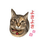 あんずちゃん其の8（個別スタンプ：2）