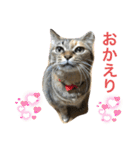 あんずちゃん其の8（個別スタンプ：4）