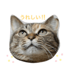 あんずちゃん其の8（個別スタンプ：5）
