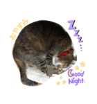 あんずちゃん其の8（個別スタンプ：13）