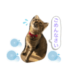 あんずちゃん其の8（個別スタンプ：14）