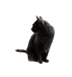 Y家の猫たち(無言（個別スタンプ：1）