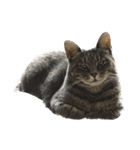 Y家の猫たち(無言（個別スタンプ：2）