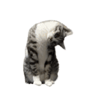 Y家の猫たち(無言（個別スタンプ：3）