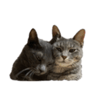 Y家の猫たち(無言（個別スタンプ：4）