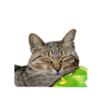 Y家の猫たち(無言（個別スタンプ：5）