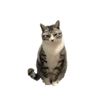 Y家の猫たち(無言（個別スタンプ：6）