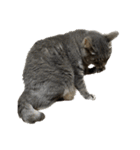 Y家の猫たち(無言（個別スタンプ：7）