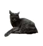 Y家の猫たち(無言（個別スタンプ：8）