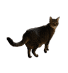 Y家の猫たち(無言（個別スタンプ：9）