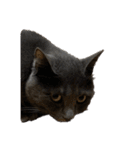 Y家の猫たち(無言（個別スタンプ：10）