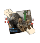 Y家の猫たち(無言（個別スタンプ：11）