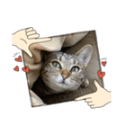 Y家の猫たち(無言（個別スタンプ：12）