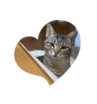 Y家の猫たち(無言（個別スタンプ：13）