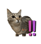 Y家の猫たち(無言（個別スタンプ：15）