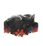 Y家の猫たち(無言（個別スタンプ：16）
