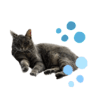 Y家の猫たち(無言（個別スタンプ：17）