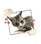 Y家の猫たち(無言（個別スタンプ：19）