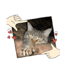 Y家の猫たち(無言（個別スタンプ：20）