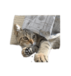 Y家の猫たち(無言（個別スタンプ：21）