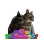 Y家の猫たち(無言（個別スタンプ：22）