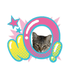Y家の猫たち(無言（個別スタンプ：23）