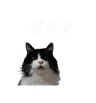 白黒・三毛（個別スタンプ：1）