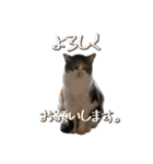 白黒・三毛（個別スタンプ：4）