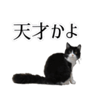 白黒・三毛（個別スタンプ：6）