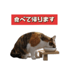 白黒・三毛（個別スタンプ：7）