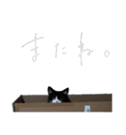白黒・三毛（個別スタンプ：8）