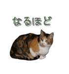 白黒・三毛（個別スタンプ：9）