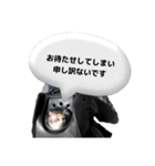 白黒・三毛（個別スタンプ：11）
