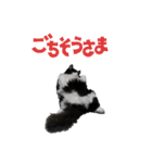 白黒・三毛（個別スタンプ：12）