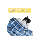 白黒・三毛（個別スタンプ：14）