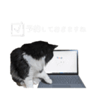 白黒・三毛（個別スタンプ：19）