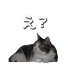 白黒・三毛（個別スタンプ：20）