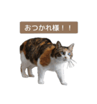 白黒・三毛（個別スタンプ：21）