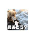 特別な北極熊の驚きのふわふわ心温まる挨拶（個別スタンプ：5）