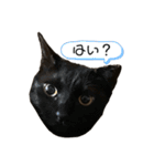 黒錆猫（個別スタンプ：5）