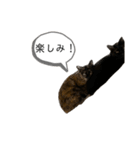 黒錆猫（個別スタンプ：10）