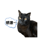黒錆猫（個別スタンプ：15）