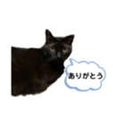 黒錆猫（個別スタンプ：16）