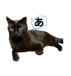 黒錆猫（個別スタンプ：18）