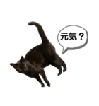 黒錆猫（個別スタンプ：19）