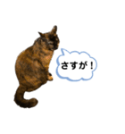 黒錆猫（個別スタンプ：23）