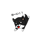柴犬（黒柴）かわいいポーズいろいろ（個別スタンプ：2）