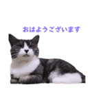 2階ねこーずスタンプ2021～2023（個別スタンプ：1）